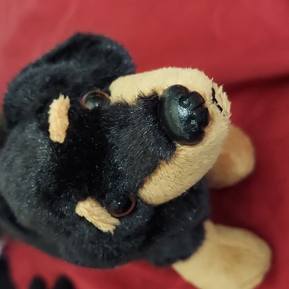 Puppy Black & Tan - Picture 1 of 8